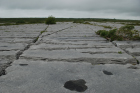 Sheshymore Limestone pavement exposes shallow water carbonates of the Brigantian, Slievenaglasha Formation. These classic kharstified exposures of tabular blocks of limestone pavement, Clints, are cut by vertical fractures, Grikes, which were widened by post glacial disolution (McNamara, & Hennessy, 2010). Fractures were intially established during Variscan folding (Coller, 1984).